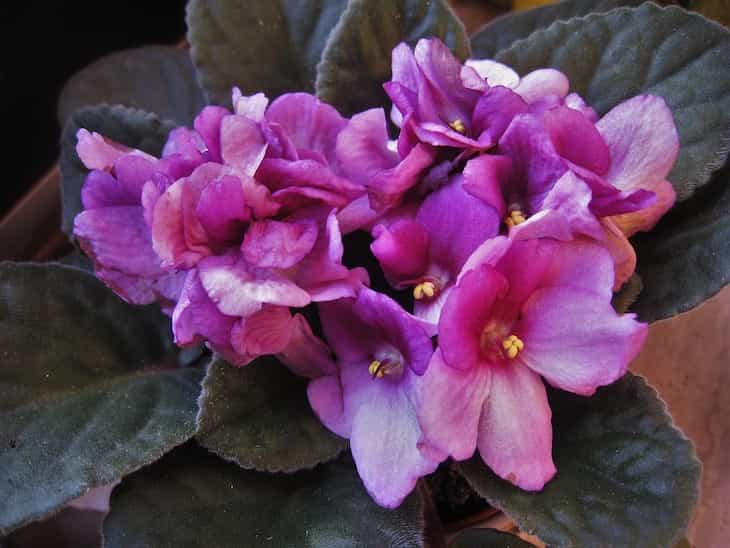 Gardening tips: Why are violets so popular? violets