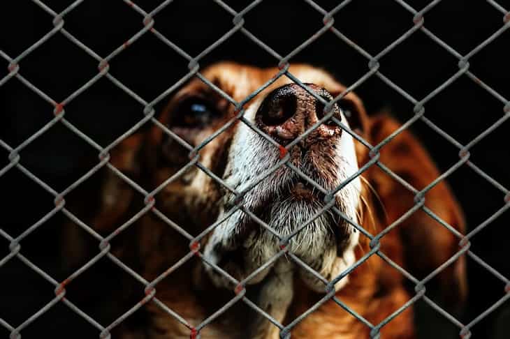 Pet owner's tips: Why shelter dogs aren't for everyone welfare