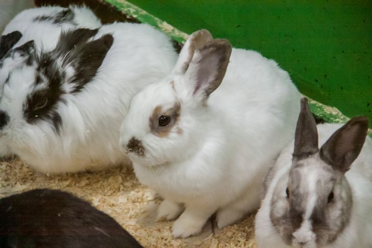 Как защитить деревья в саду от зайцев: поможет обвязка и химия зайцы