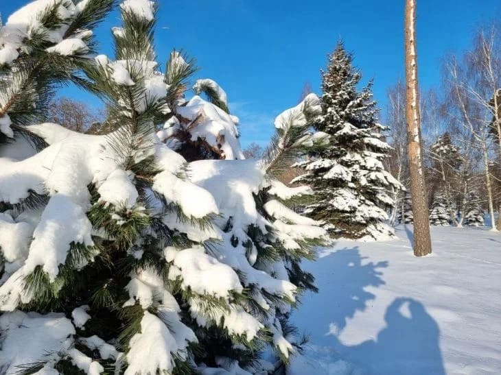 Павлов день: что нельзя делать 28 января 2024 года Лес, природа