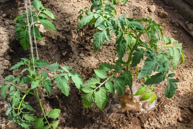 Какие сидераты посеять весной перед пересадкой томатов: такой урожай вам и не снился Грядка