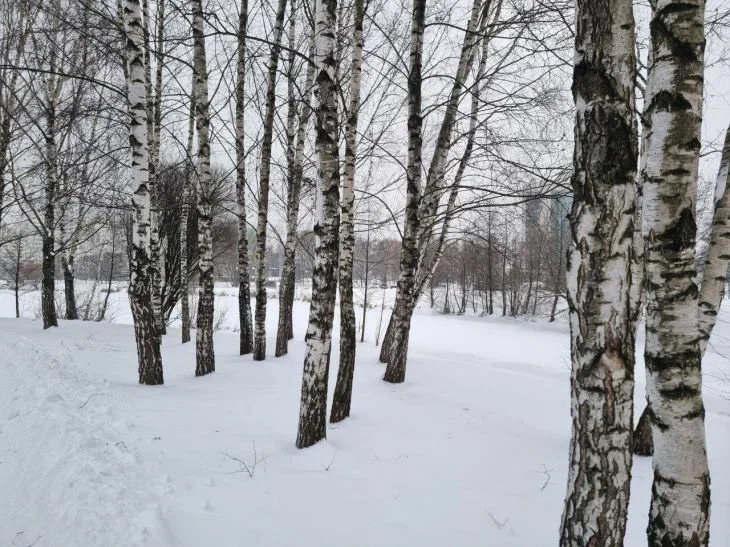 Какой сегодня праздник: 22 февраля 2024 года Березы