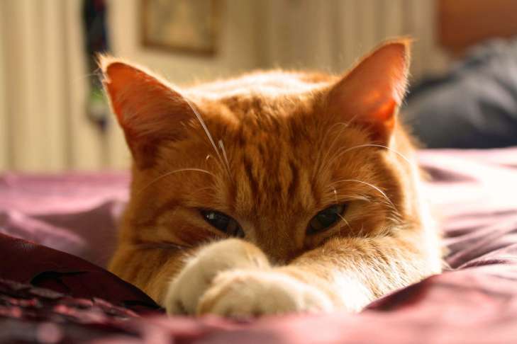 What scents cats do not like: what owners should know pet