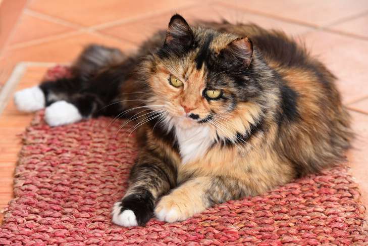 How to care for the fur of a long-haired cat: mistakes in this matter are unacceptable animal