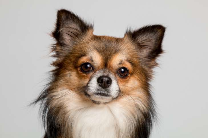 Tips from an Expert: How to Care for a Dog's Hair – Important to Know dog