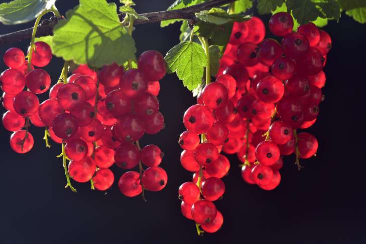 What, when and how to feed currents: tips for gardeners berries