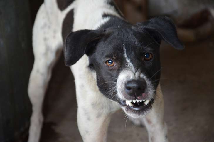 How to behave when meeting an aggressive dog: only calm animal
