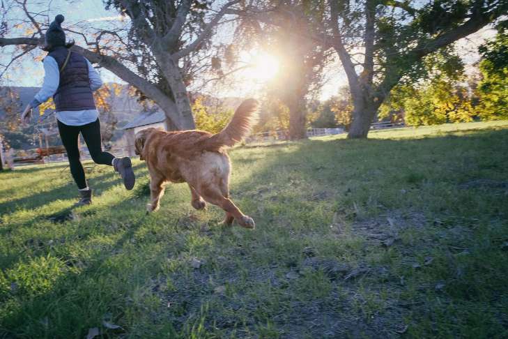Why a dog ignores its owner: experts have named the main reasons nature