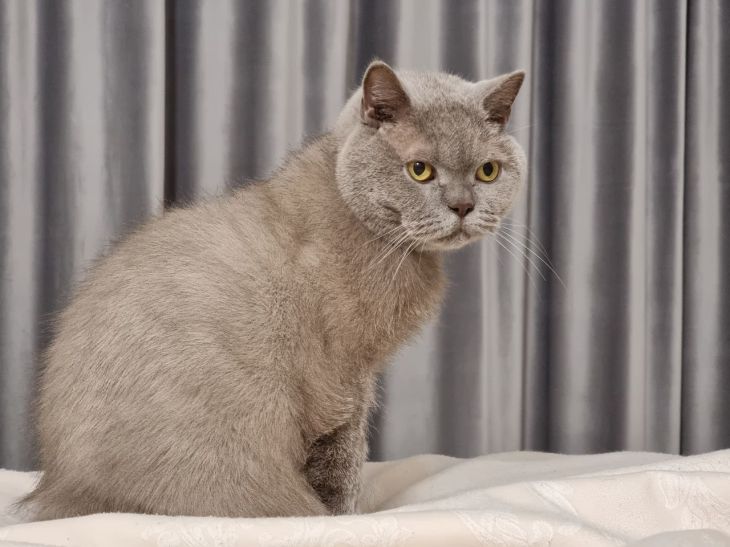 Коты-долгожители: какие породы живут дольше остальных: топ-3 Кот