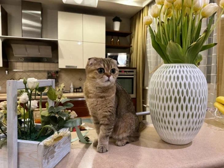Какие породы кошек считаются самыми умными: топ-3 Кошка