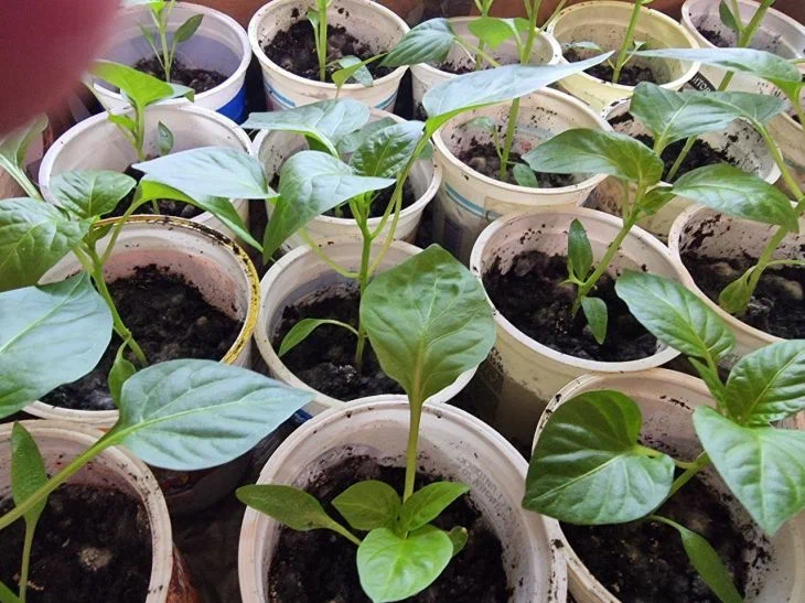 Какие емкости категорически не подходят для рассады перца: не допускайте эту ошибку или получите чахлые растения Рассада перца