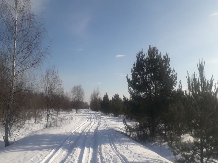 Народные приметы на 4 февраля 2024 года: о чем говорит погода на Тимофея деревья