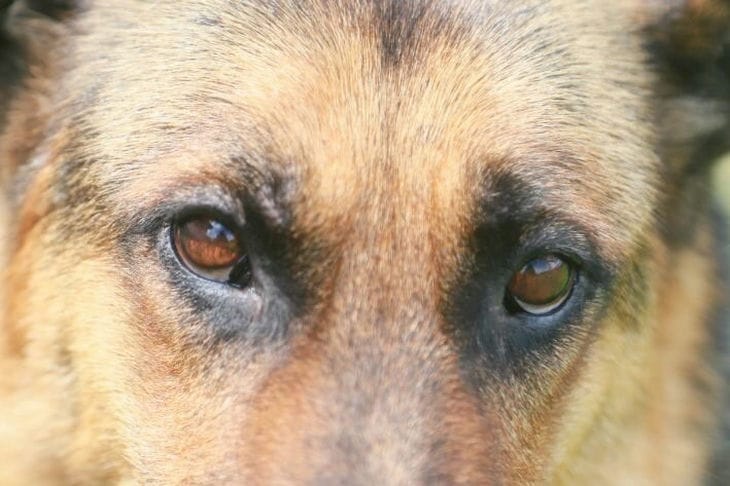 Почему собаки наклоняют голову: даже у такого странного поведения есть свои причины Собака