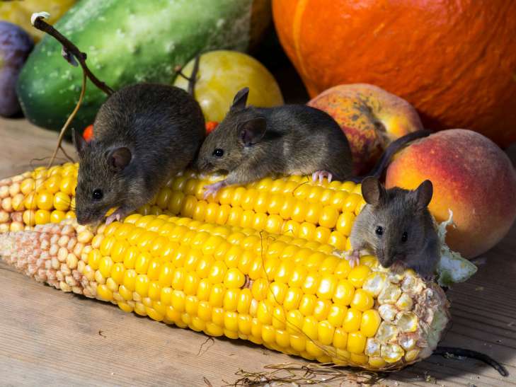 How to drive mice away from your property: the simplest methods will be useful for summer residents garden