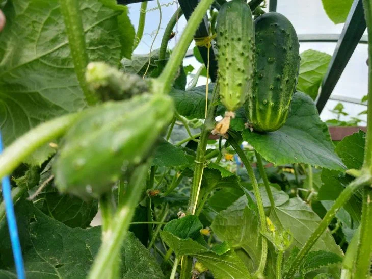 Урожай вырастет на 30%: зачем замачивать семена огурцов и помидоров в соде Огурцы