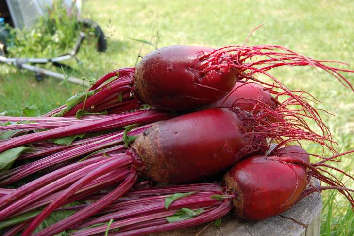 How to grow large beets: useful tricks for summer residents to take note vegetables