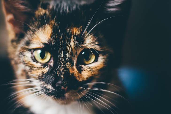 A cat often asks to go outside: what should the owner do animal