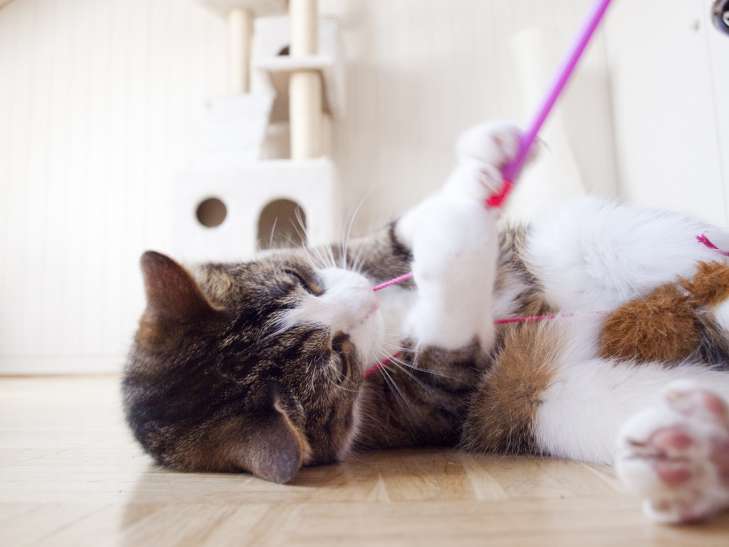 A cat bites when petted: what should the pet owner do pet