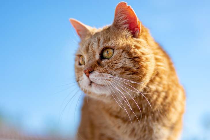 How to care for an aging cat: important rules animal