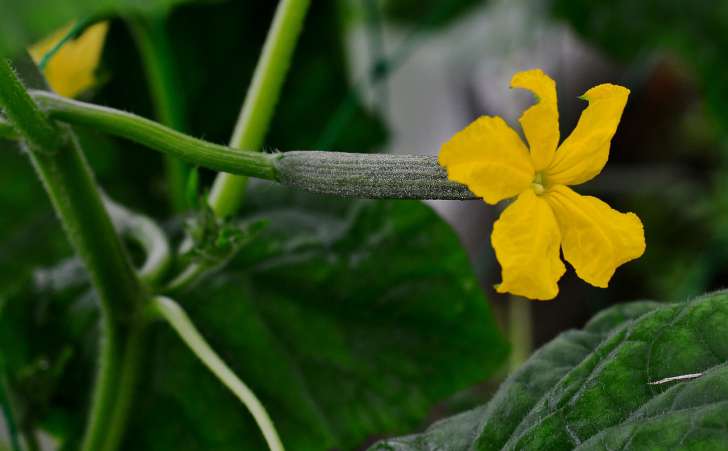 What to put in the hole when planting cucumbers: the best options named garden
