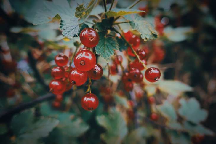 berries