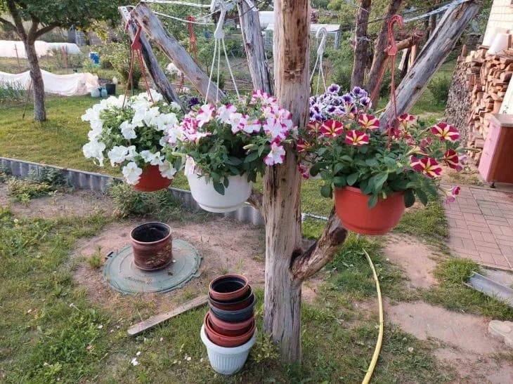 Как выращивать луковичные цветы в горшках: 5 простых, но важных правил Цветы