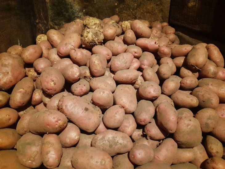 Картофель, помидоры, огурцы. Латвия ввела запрет на ввоз продуктов из России и Беларуси