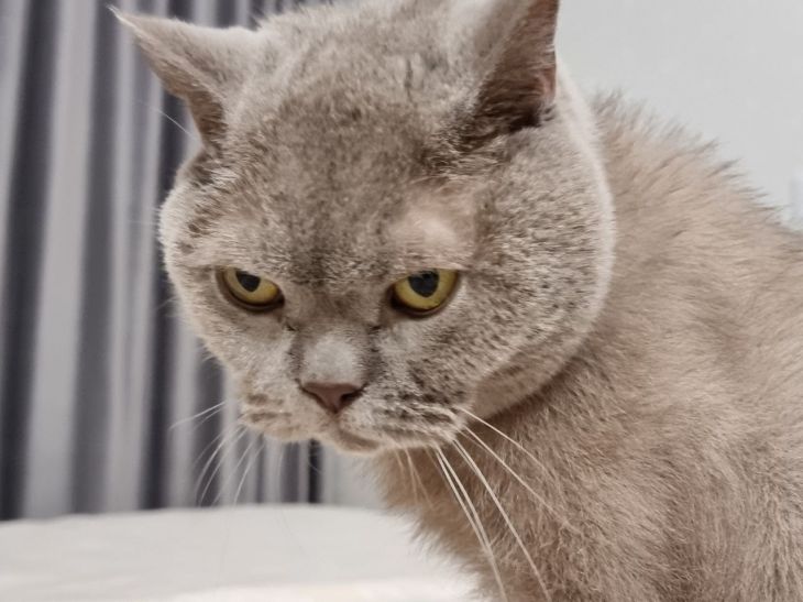 Кошка кусается, когда ее гладят: что нужно сделать хозяину питомца кошка