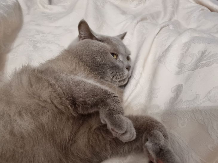 Почему кошка игнорирует хозяина: 3 возможные причины кошка