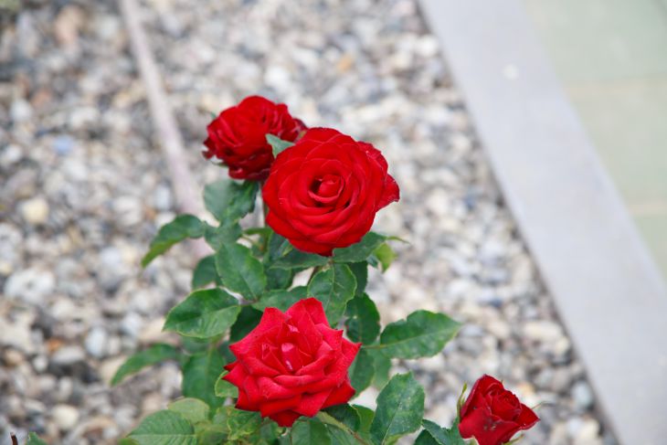 Где посадить розы: как правильно выбрать место для растений, чтобы они цвели пышно и долго