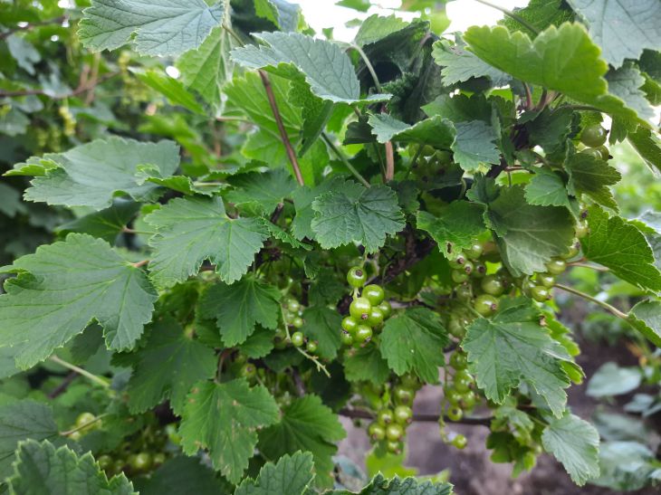 Зачем класть картошку и очистки под смородину: так делали еще наши бабушки смородина