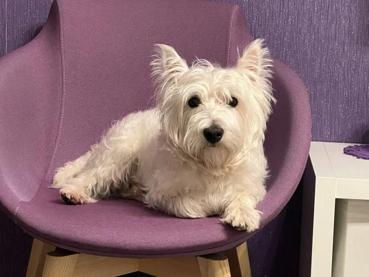 Что добавить в корм для собаки, чтобы он стал еще полезнее: лучшее, что вы можете сделать для своего питомца Собака