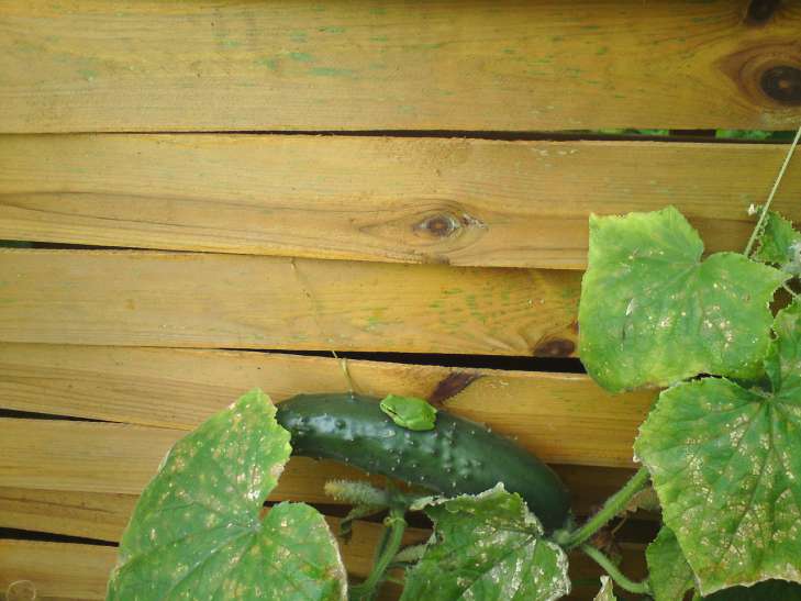 Why cucumber leaves turn yellow summer residents listed the main