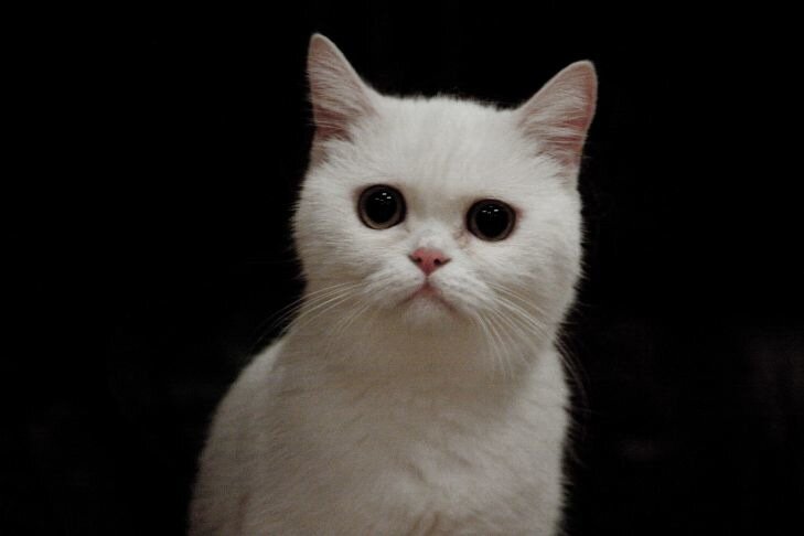 Почему кошки принюхиваются к дыханию человека: причины самые разные