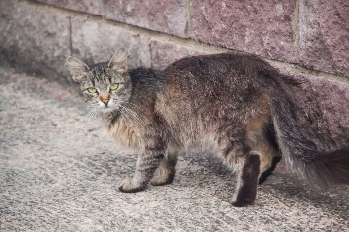 Чем кошка может заразить человека: ученые рассказали о коварном заболевании, протекающем незаметно Кошка