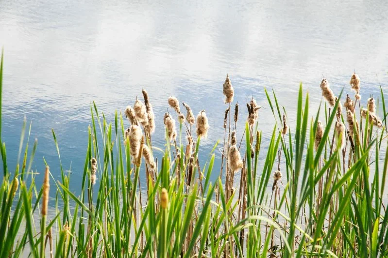 Ждать ли осадков 29 апреля – синоптики рассказали о погоде в Беларуси Природа