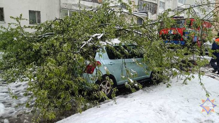 В Витебске упавшие из-за непогоды деревья повредили 8 авто
