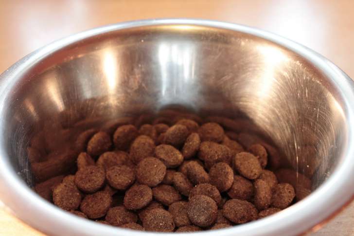 How to accustom a dog to its own bowl: useful tips food