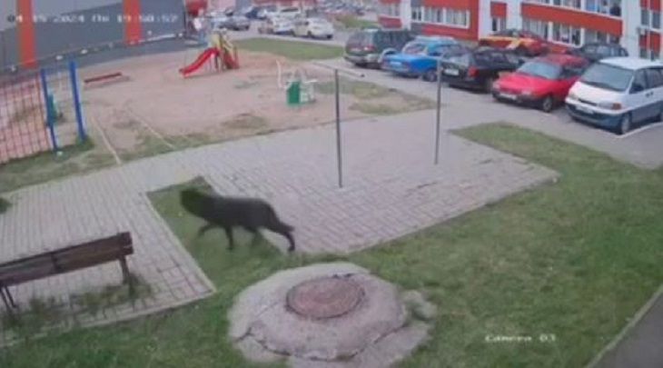 Терроризировавший весь Витебск волк застрелен