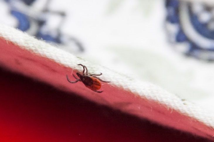 Энтомолог рассказала о самой эффективной защите от клещей клещ