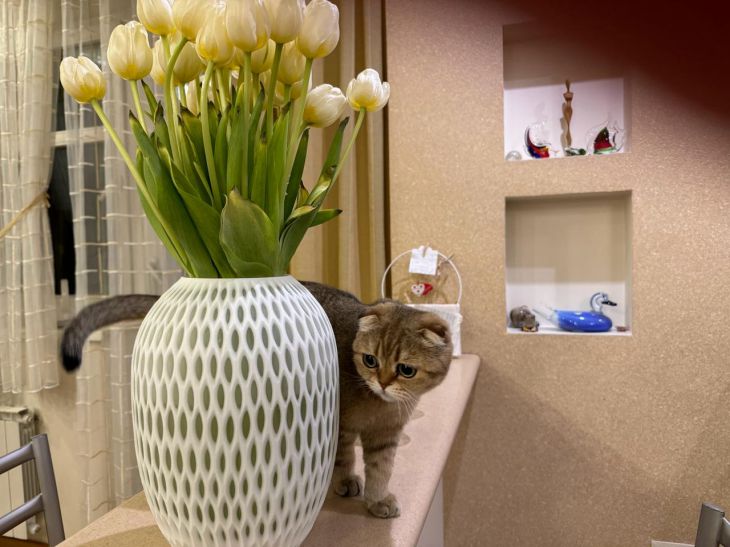 Как сделать спрей от блох: советы владельцам кошек кошка