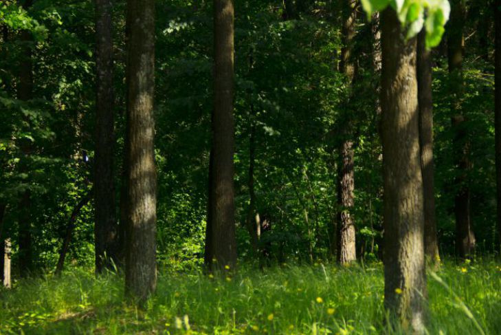 В каких районах Беларуси действуют ограничения на посещение лесов