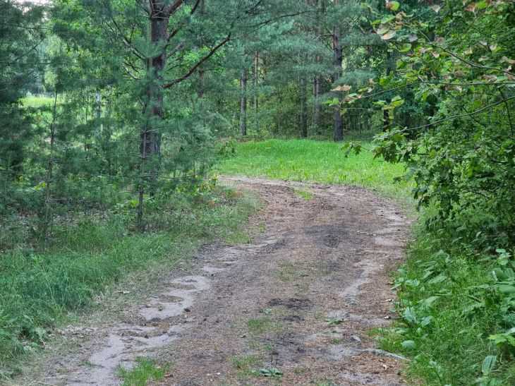 В 20 районах Беларуси ограничено посещение лесов