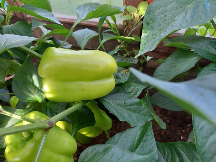 Какое расстояние должно быть между перцами: золотые правила богатого урожая перцы