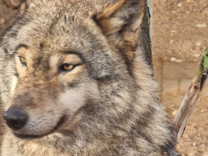 Жителей Витебска затерроризировал волк: в городе – круглосуточное патрулирование