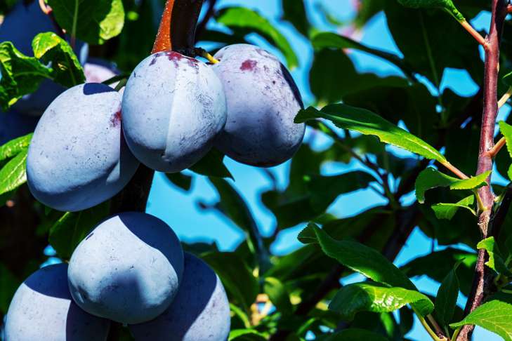 How to feed plums in spring: an expert reveals the secret of a rich harvest garden