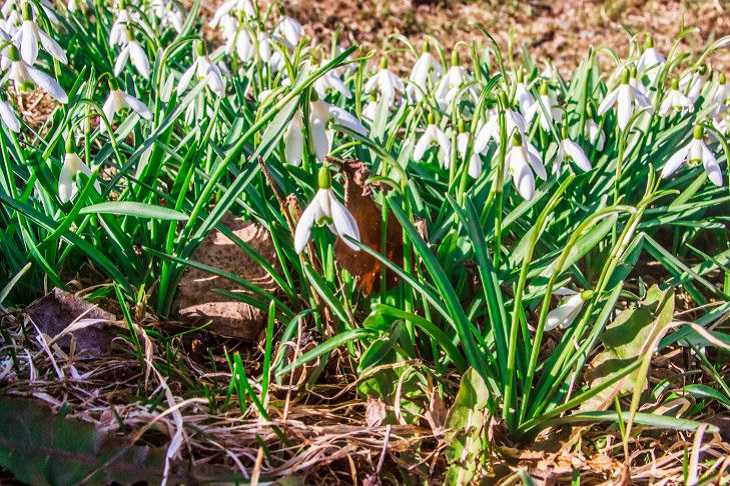 Народные приметы на 1 апреля 2024 года: что предвещает жаркое лето без дождей цветы