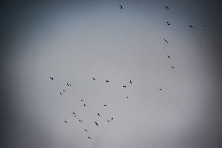 Народные приметы на 2 апреля 2024 года: как понять, что лето будет холодным птицы