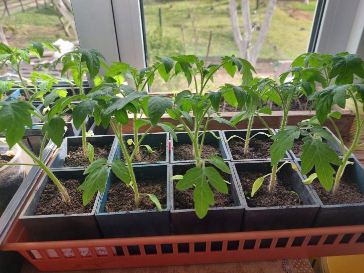 Рассада томатов зацветает, а погода стоит холодная: как правильно и на какую глубину ее сажать потом рассада