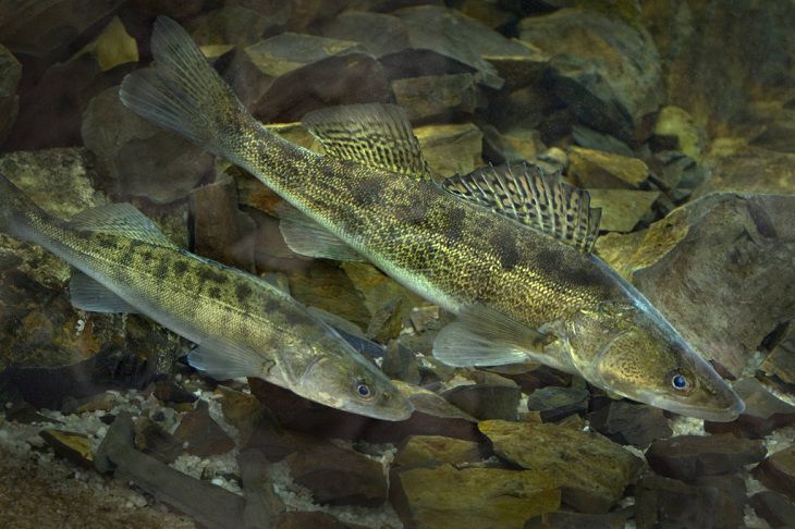 Запрет на лов судака вводится в Беларуси с 15 апреля рыба